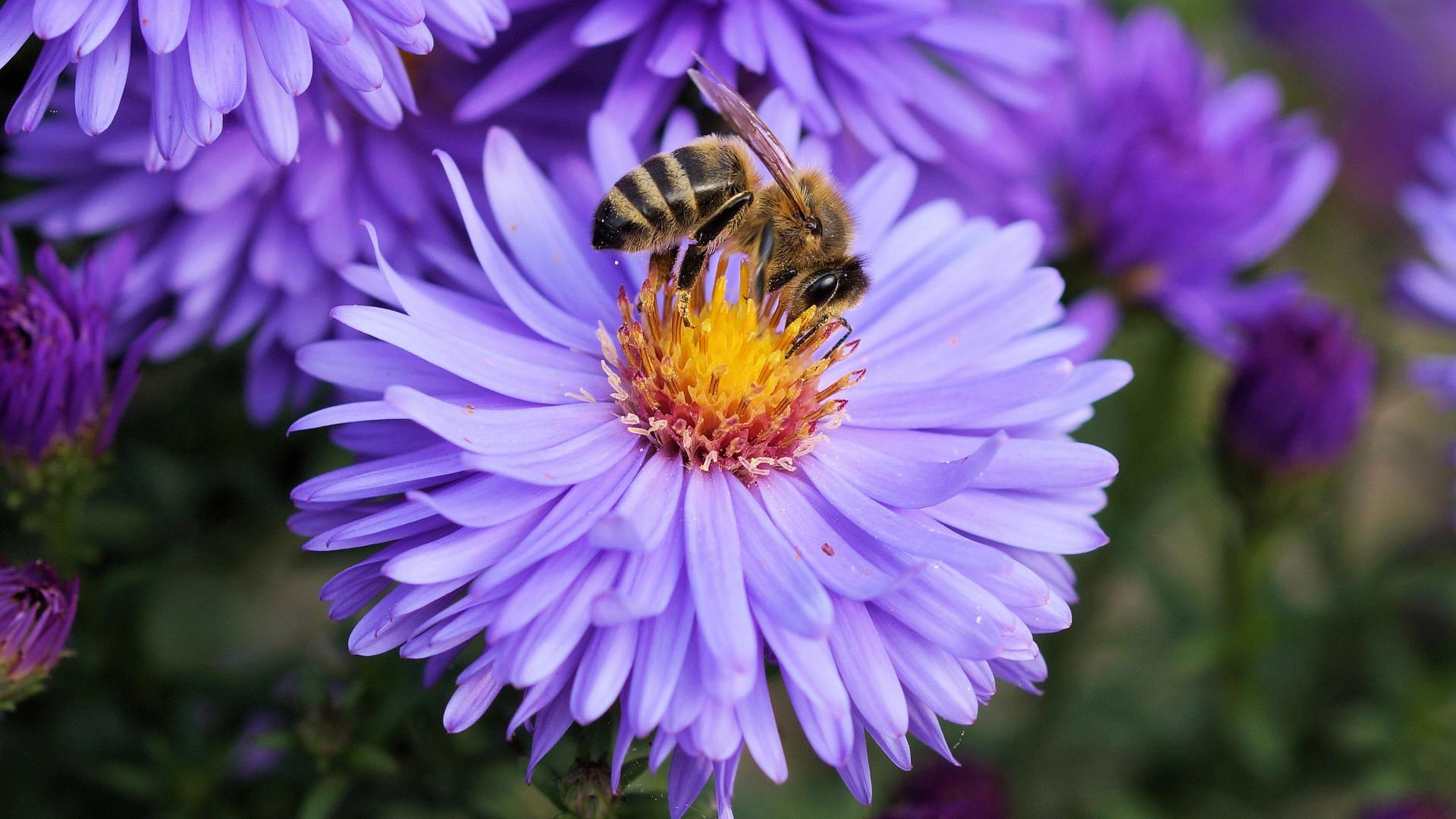 abeille1